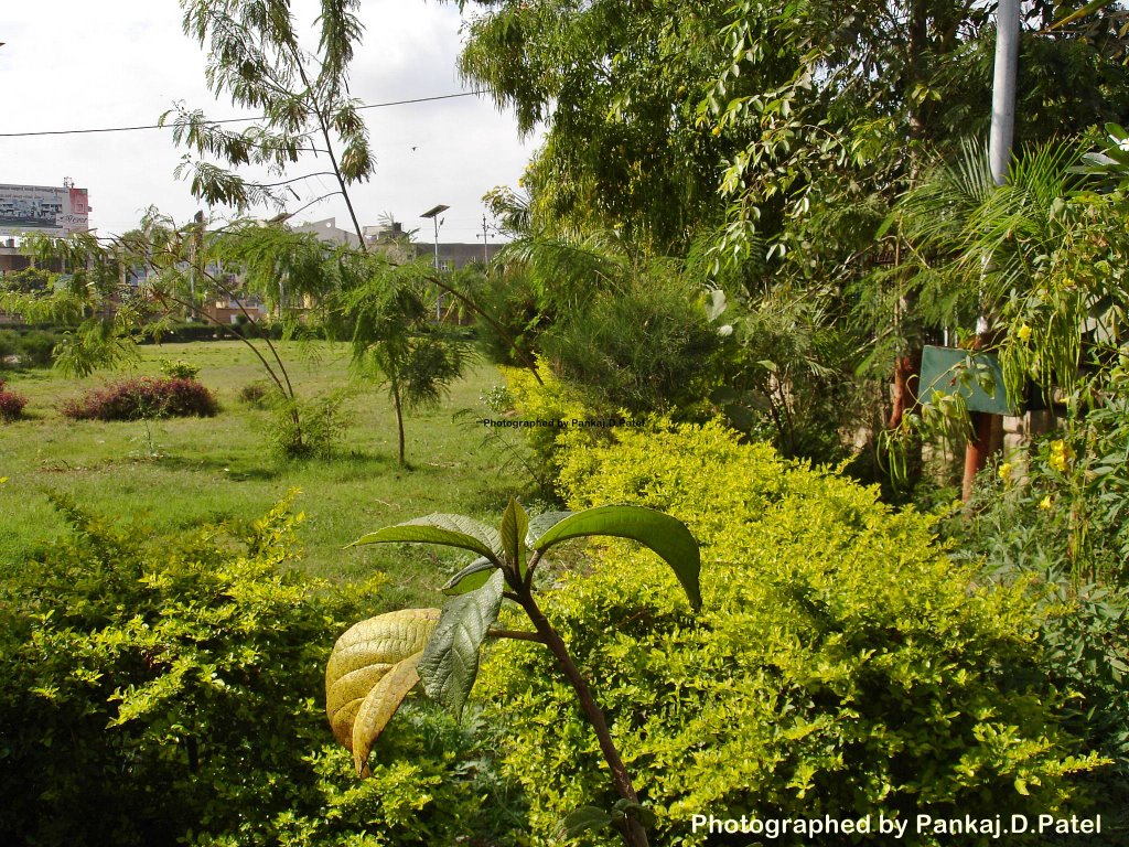 The Garden at Gungadi Pond,Patan
