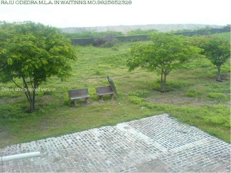 Raju Odedra  Madhwani Collage side Porbandar  . . . 7698787895