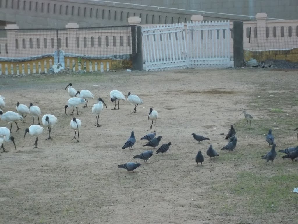 Fair of the Birds..Raju Odedra Mo. 7698787895