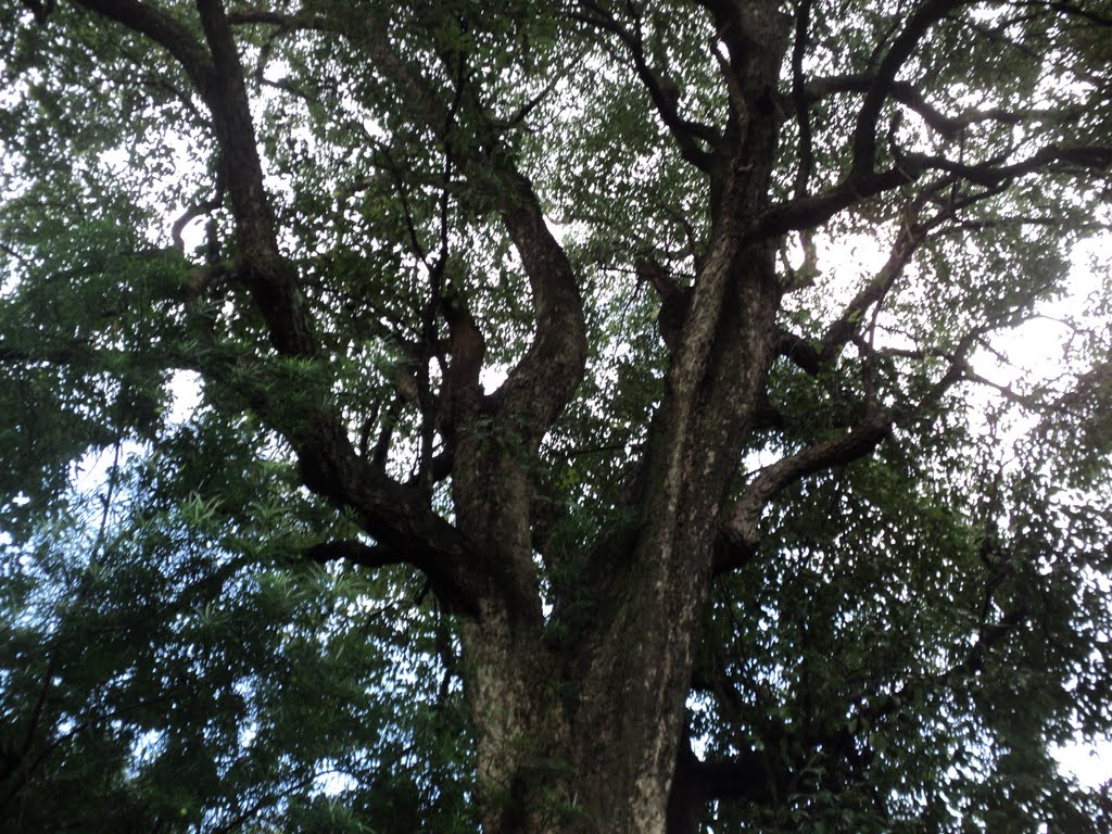 250year old jamun tree yogda ashram ranchi