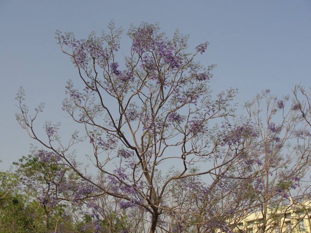 Jacaranda Tree in Ranchi, St Xavier School compound.