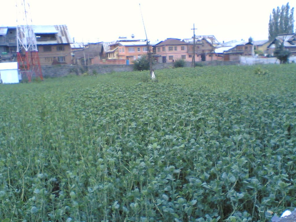 Kashmiri vegetable field in Khanyar