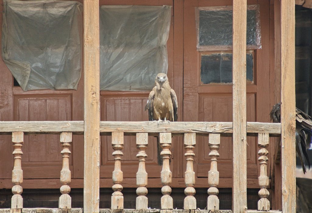 Eagle as dwellers of hindu quarters in Srinagar