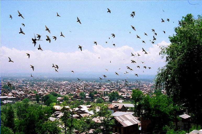 Srinagar