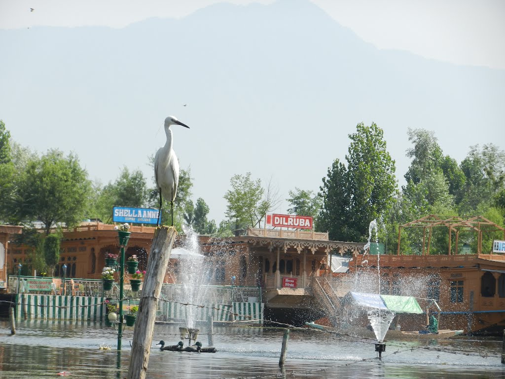 Crane perched on fence at Dal Lake: Srinagar, Kashmir Valley, Jammu and Kashmir