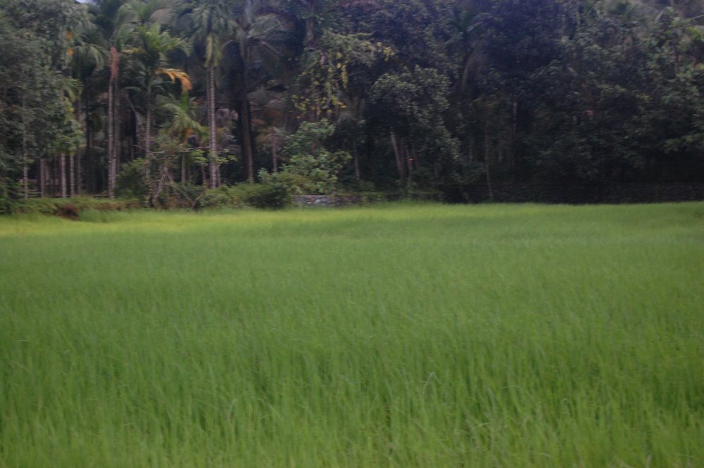 Paddy Fields