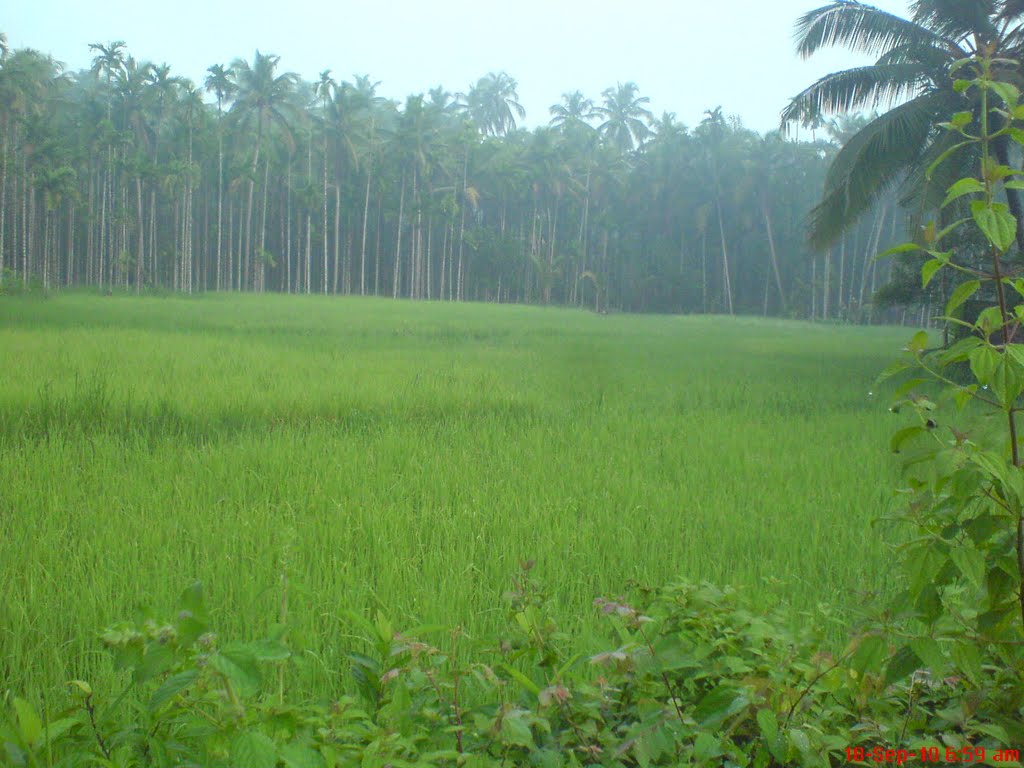 Paddy Field