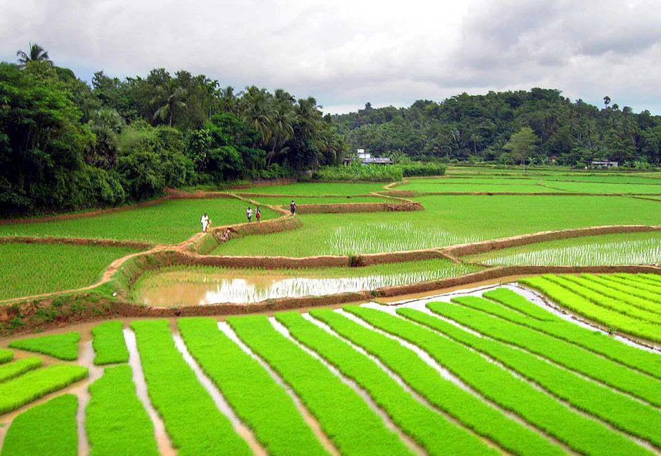 Paddy Farms in Kerala