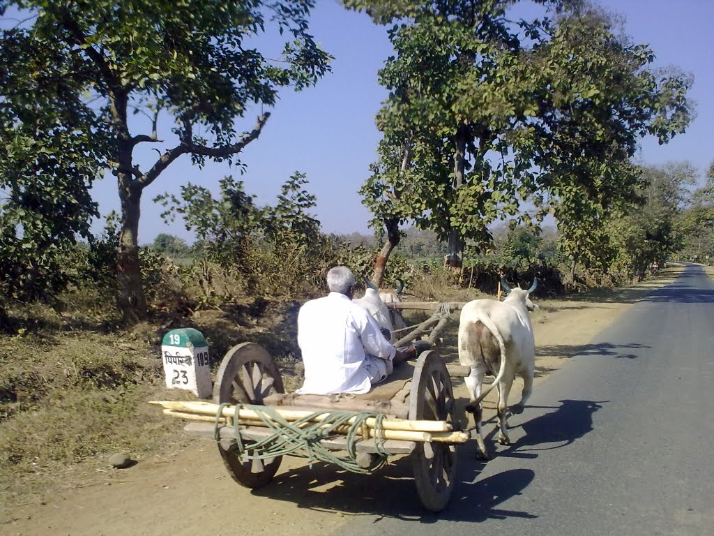 Bullock Cart
