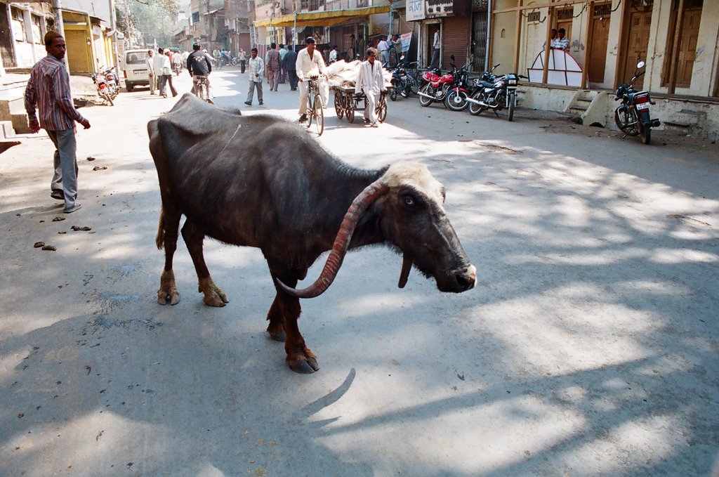 longhorn on the street, february 2009