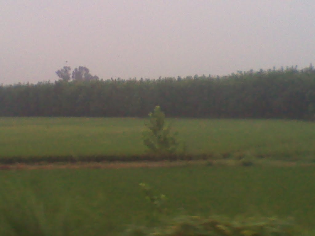 While crossing from UP forest