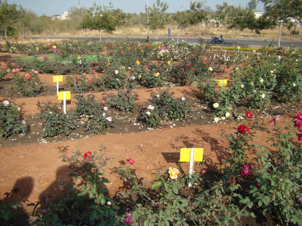 Rose garden