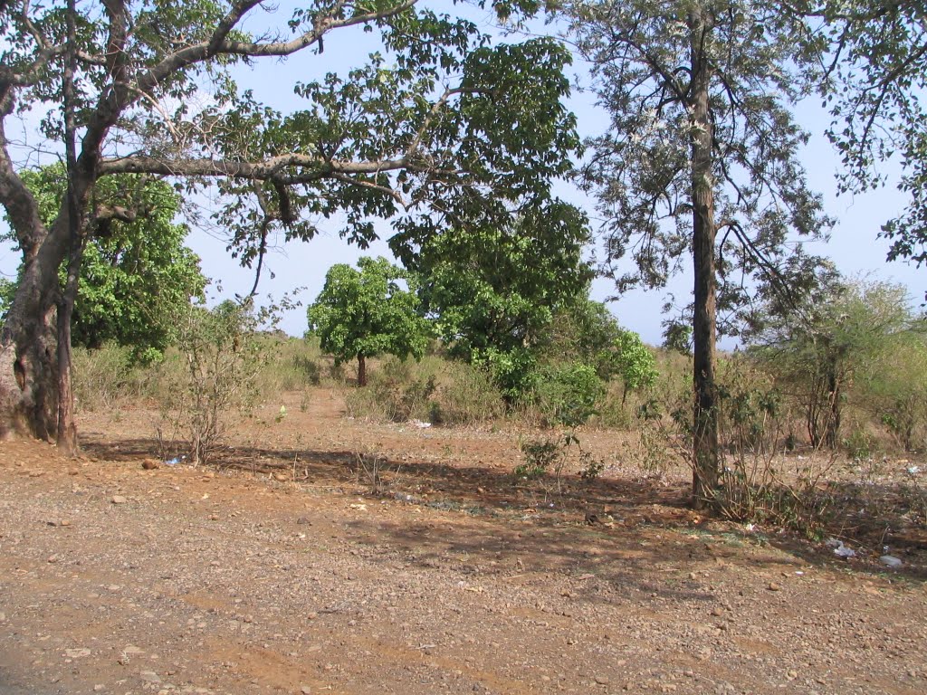 Jungle view on way to Chikhaldhara.