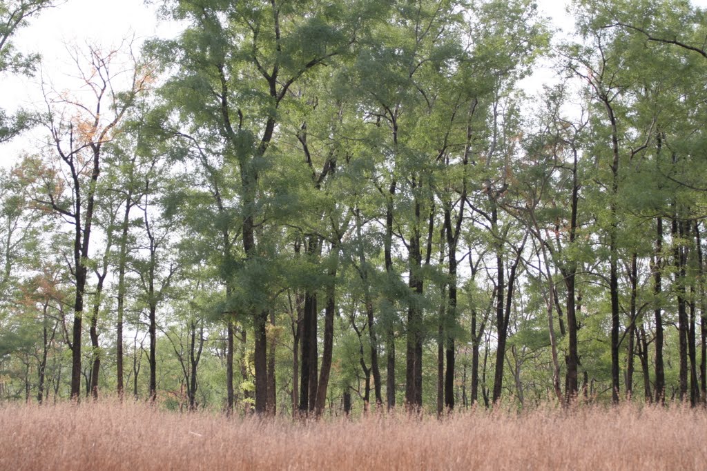 Hardwikia binata (Anjan), Forest