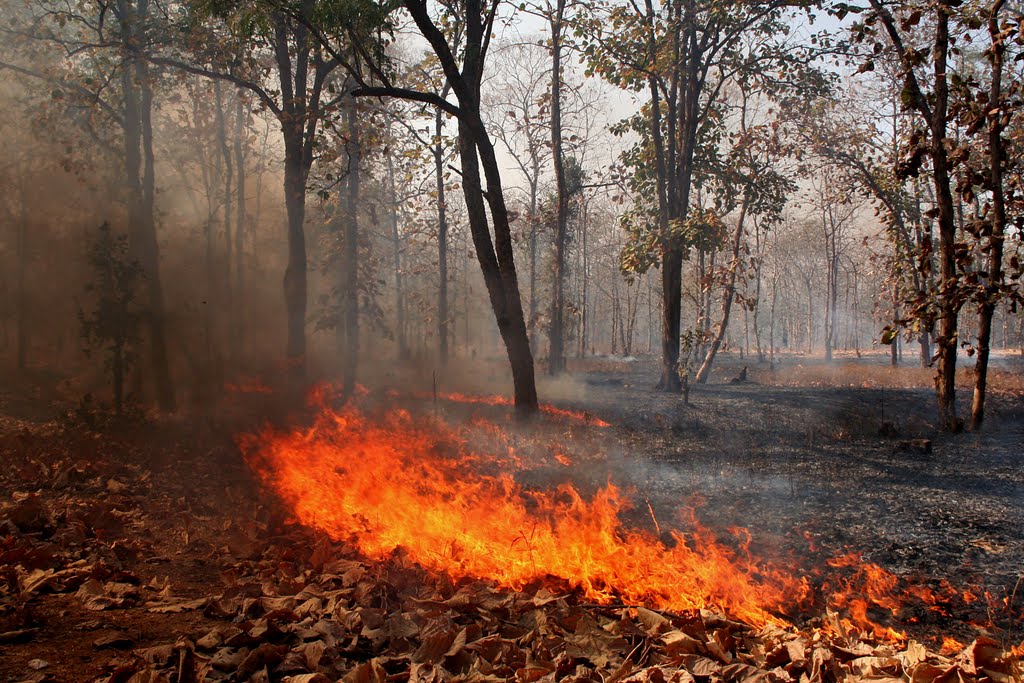 Fire in a dry deciduous forest