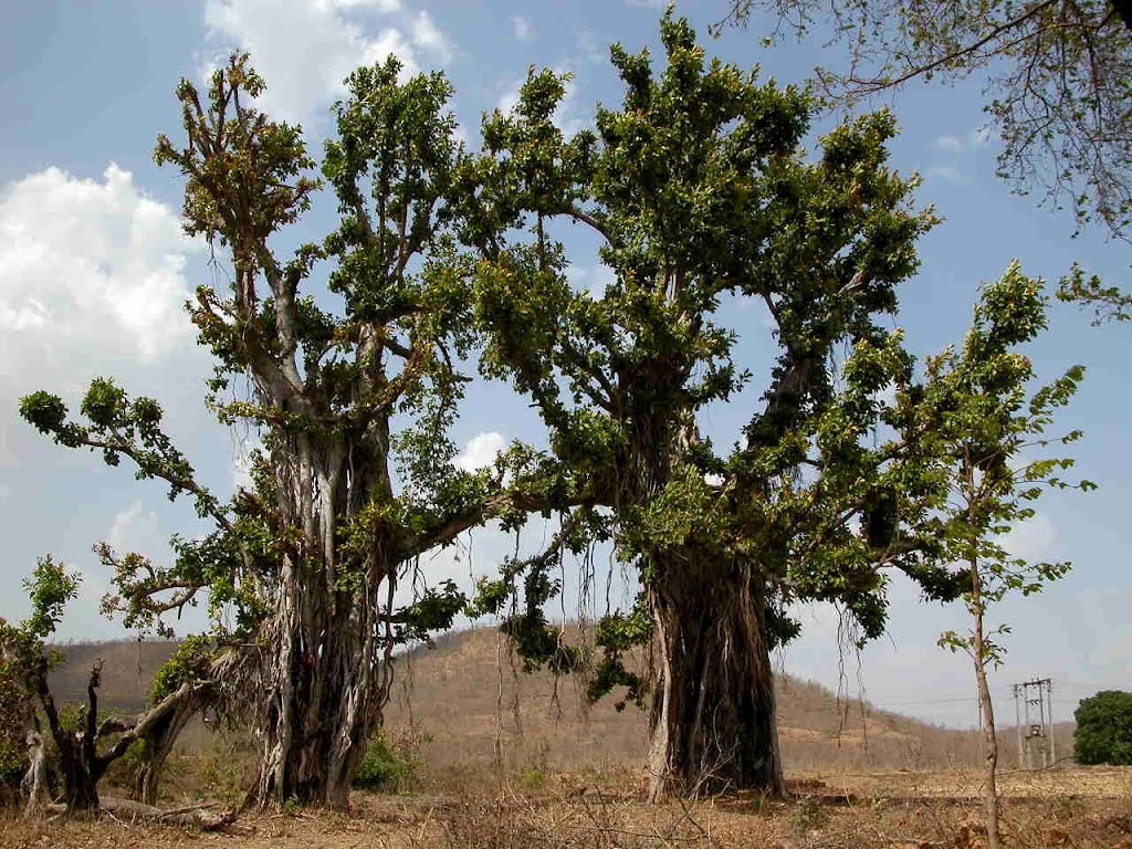Twin Banayan trees.