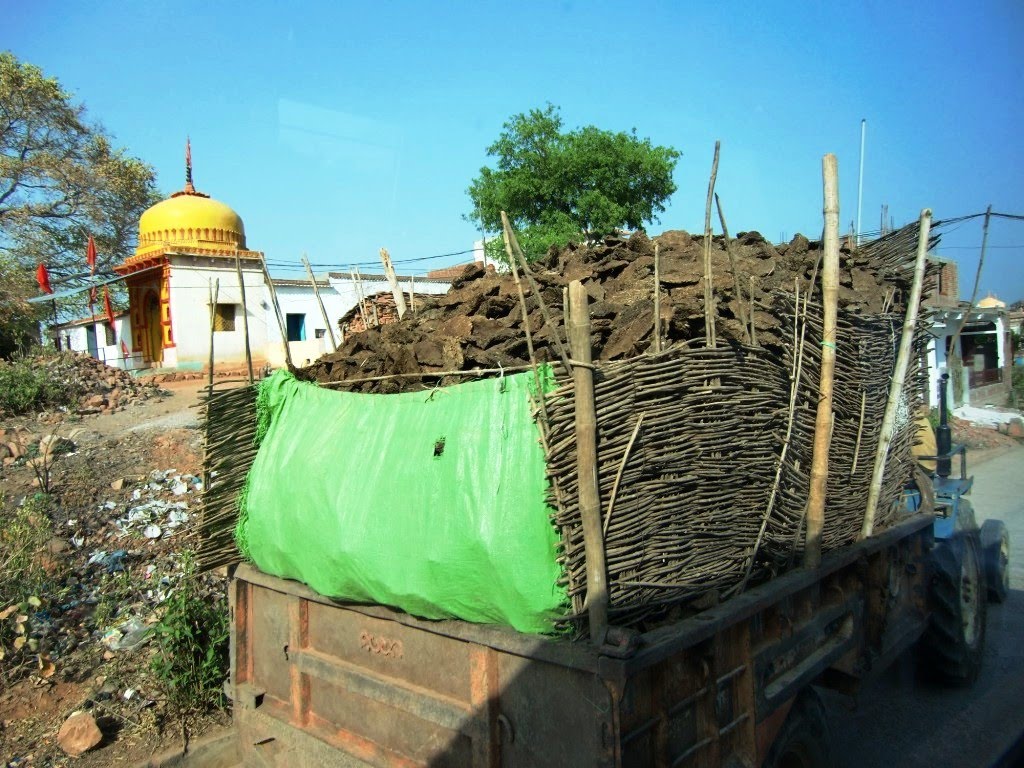 Cow dung transport.