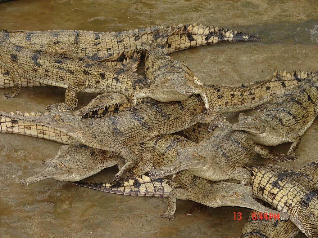 The Ghariyals of Chambal river