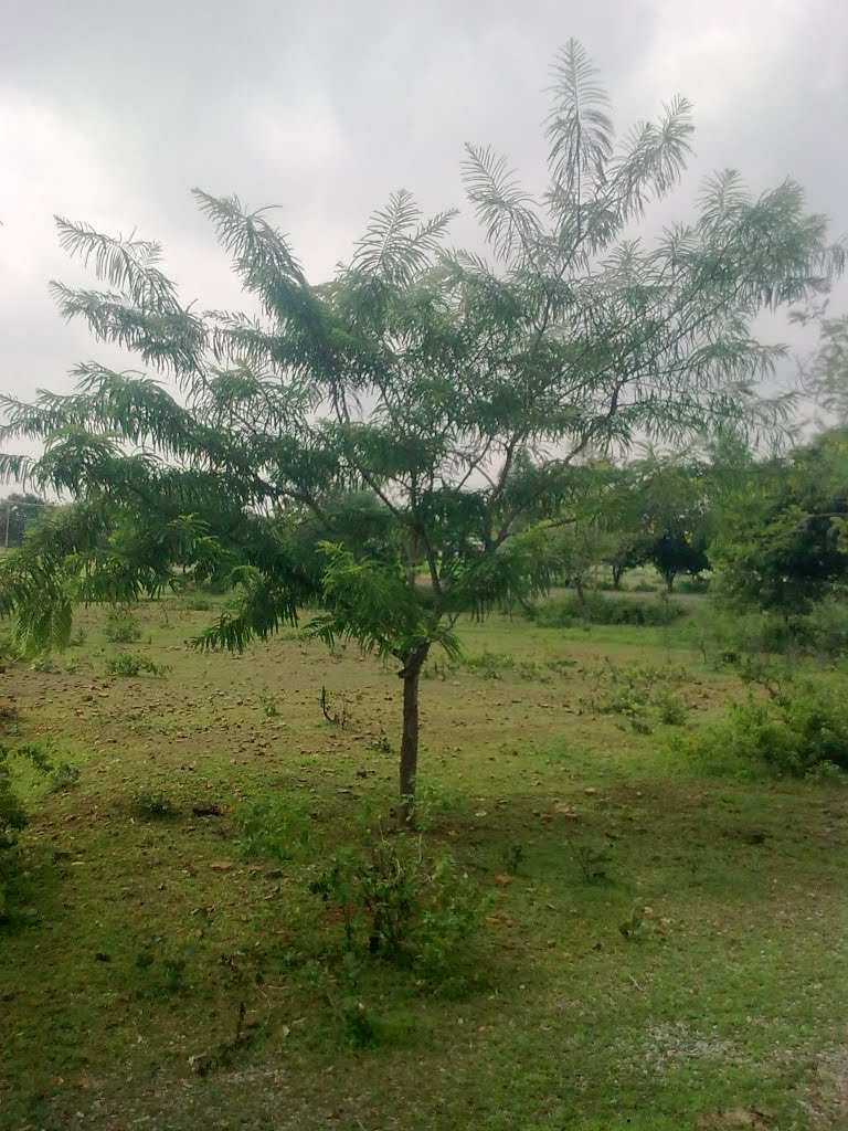 Katni, MP