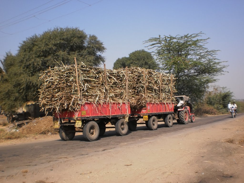 Hauling sugarcane -  two trollies - one tractor,Passing through "sugar Belt" of Maharashtra.