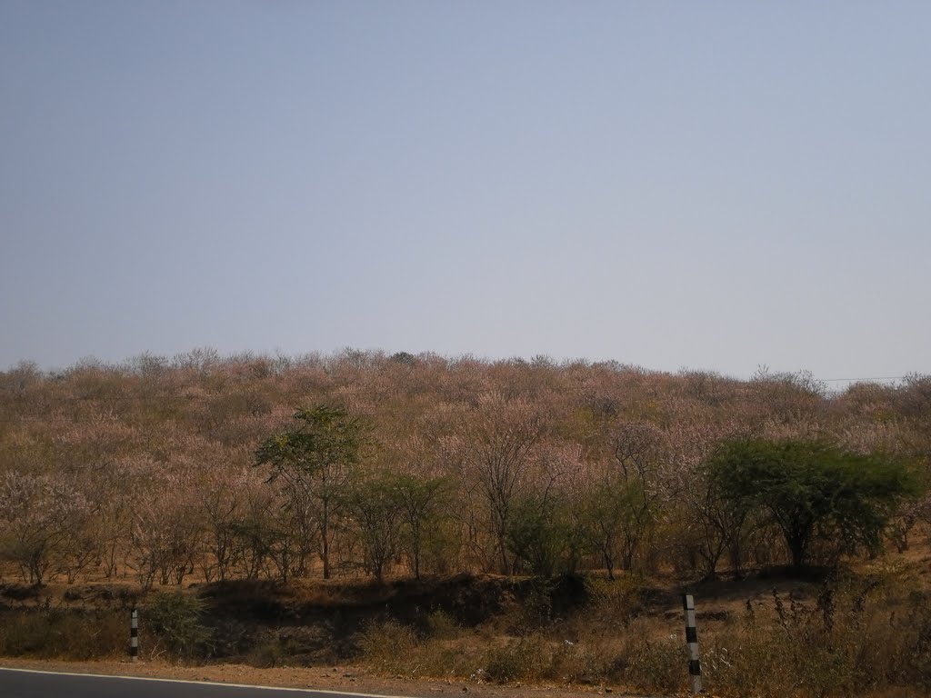 Violet/pink blossom enroute to Sindkhed Raja.