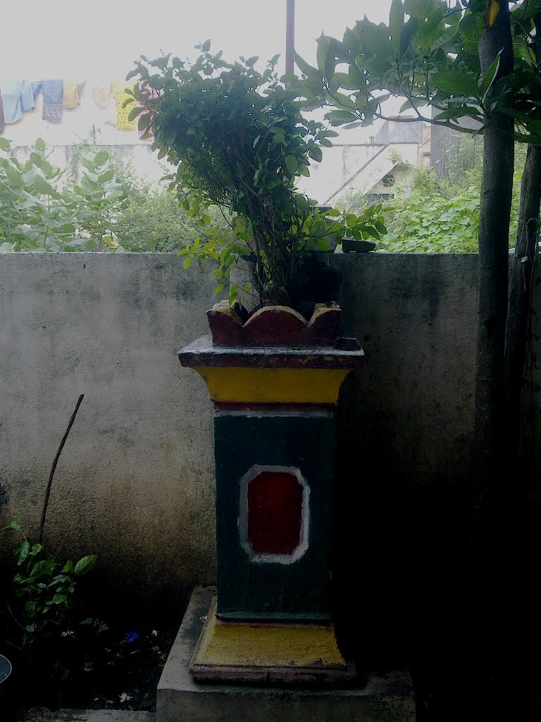 Tulsi Vrundavan, Bhusawal, Maharashtra, India by Suresh Joshi