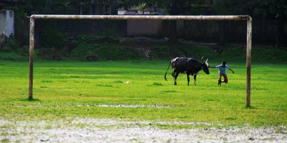cow play