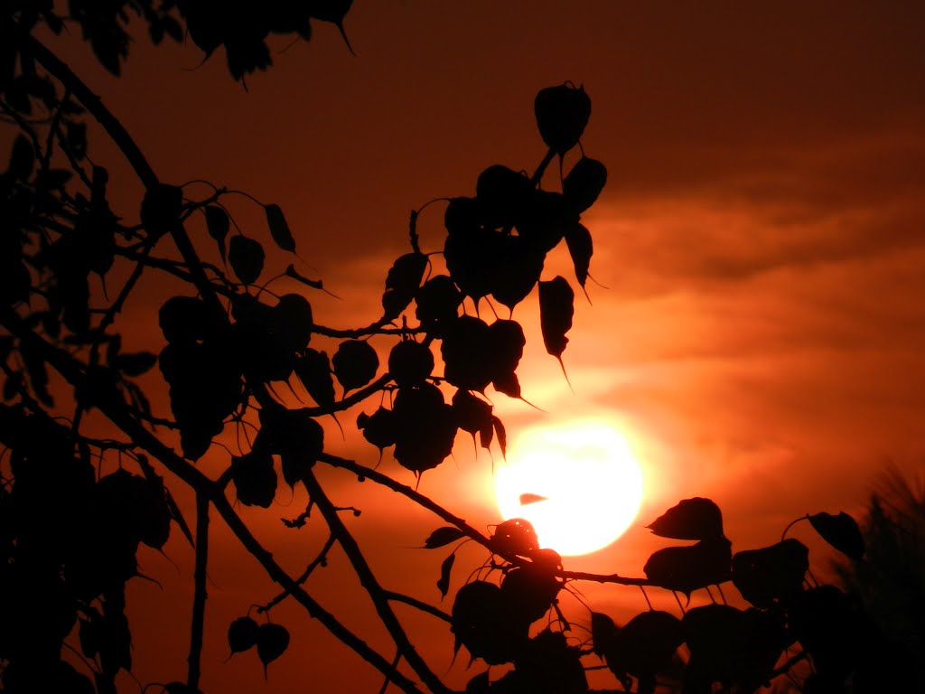 Dawn