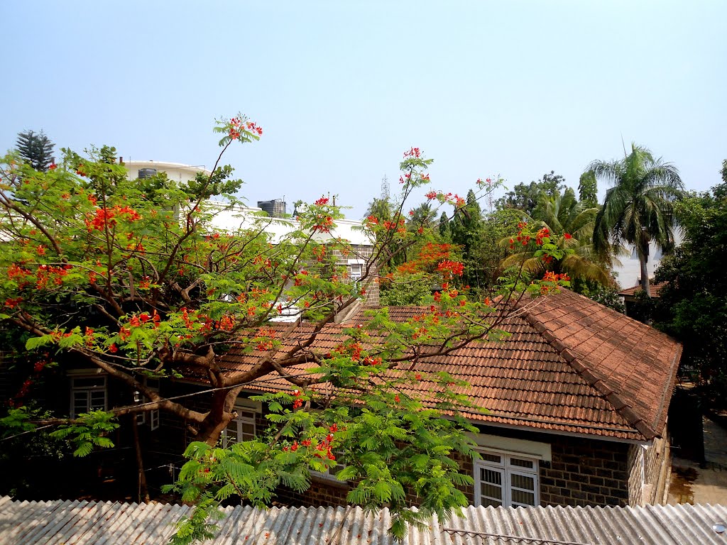 greenery and old house @ kolhapur