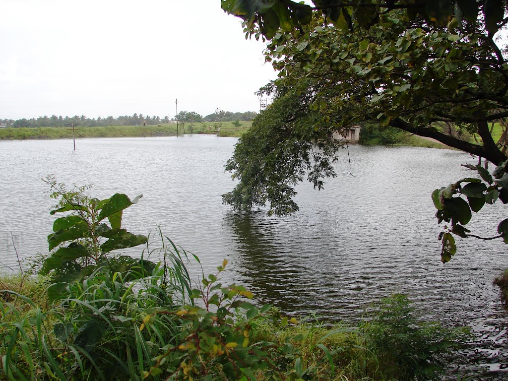 lake at SU campus