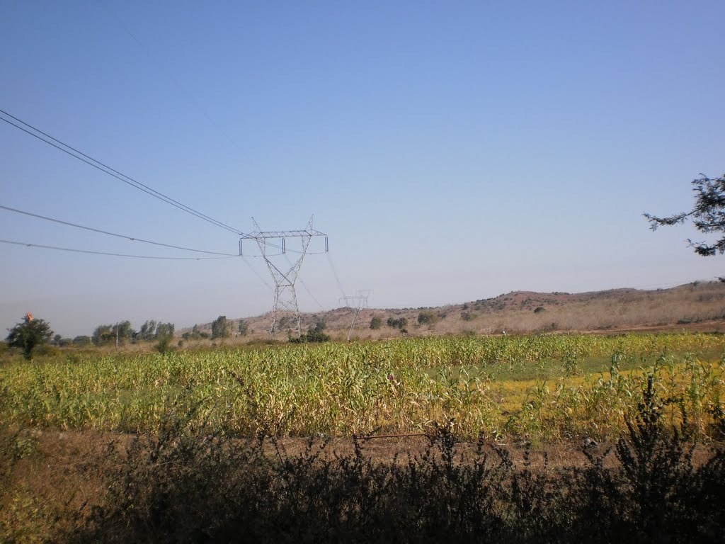 "Jwar"cultivation.