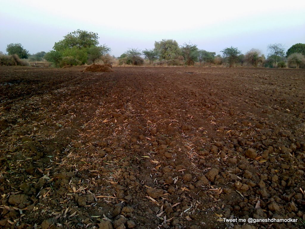 Black regur soil