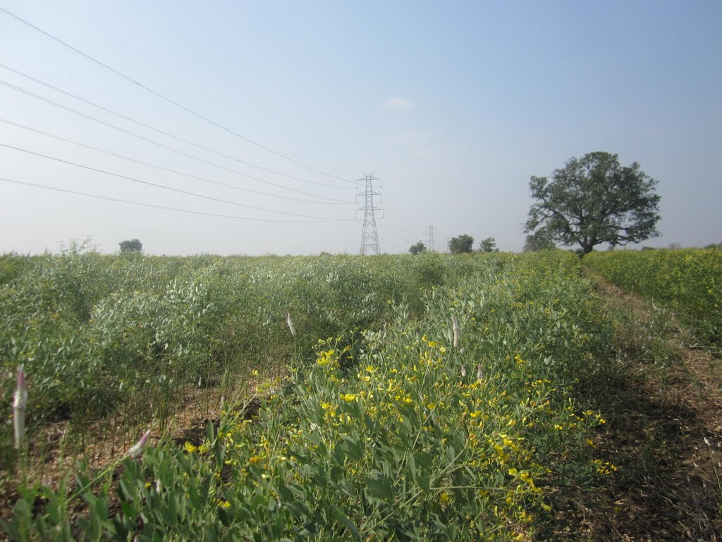Gavande Village, Near Borgaon Manju, Akola Taluka, Akola District, Maharashtra