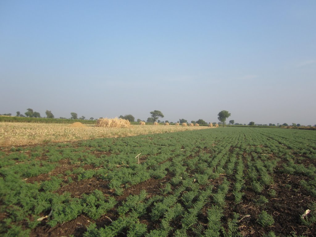 Raundara Village, Near Bhamberi, Akot Taluka, Akola District, Maharashtra
