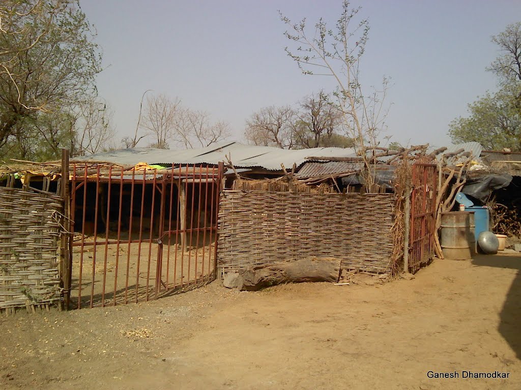 Cattlehouse in Pimpalgaon Kale