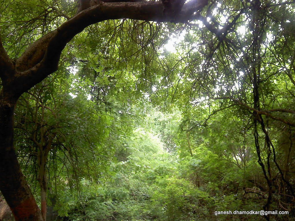 Green, Maharajbag, Nagpur