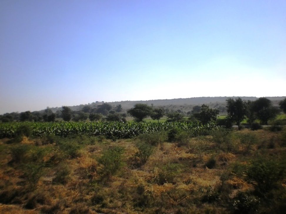 Plantain Plantation Near Nandurbar   नंदुरबार  நந்துர்பார்     P1113767