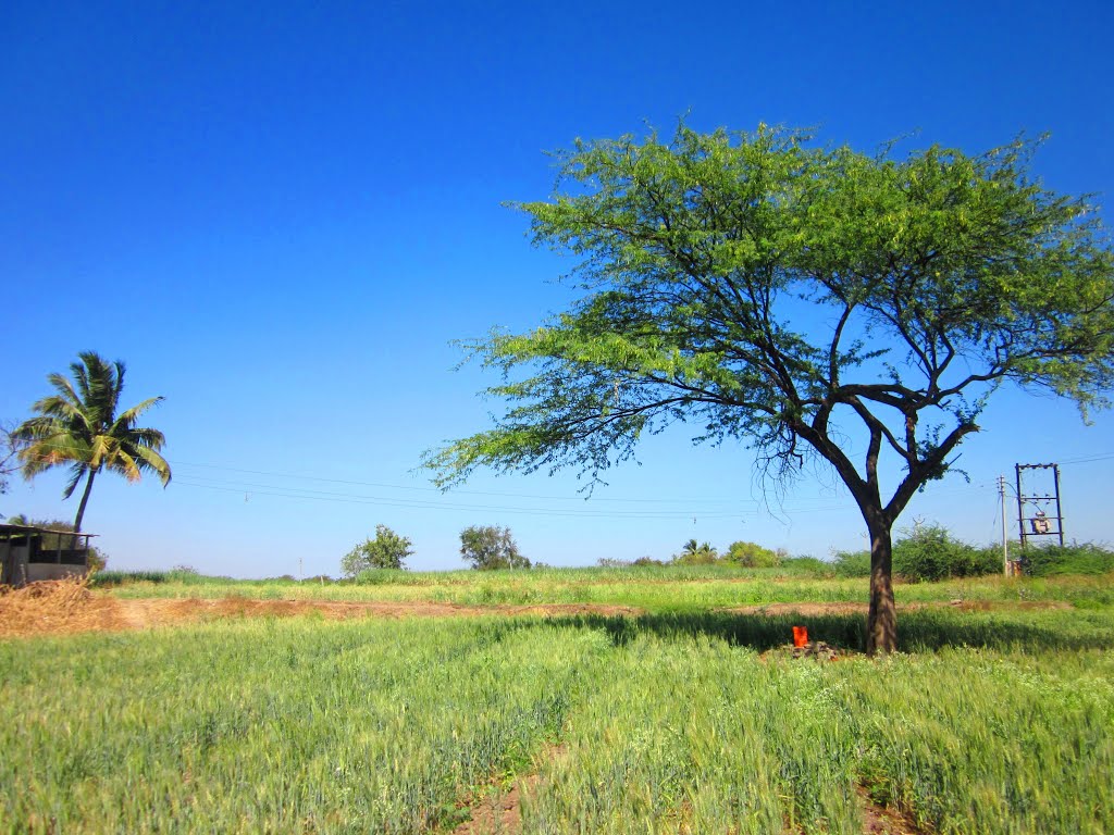 Crops at the Bank of Bhima River