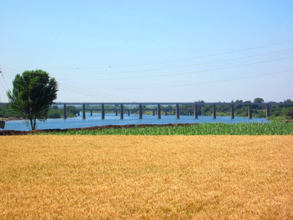 Wheat Fields in Maharashtra