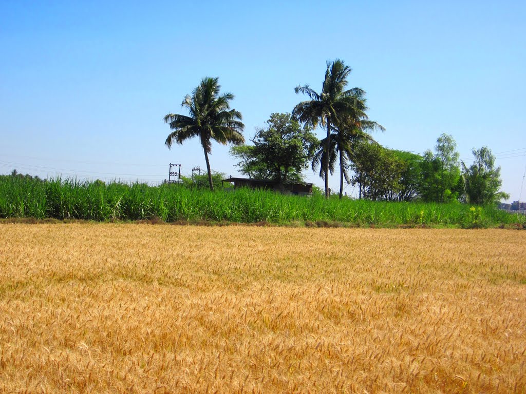 Sugarcane Fields at Pandharpur , Maharashtra
