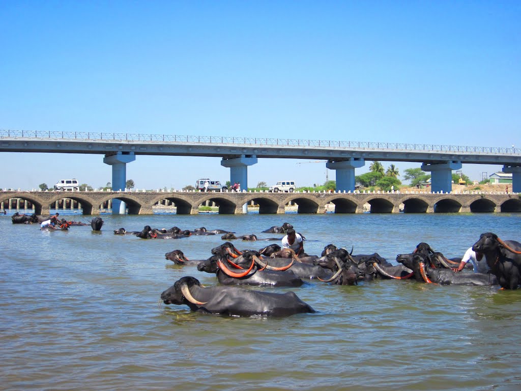Bath in River , Pandharpur Maharashtra