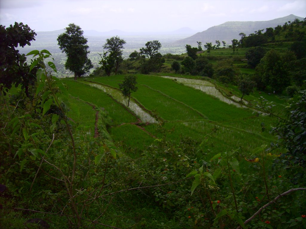 my green Satara!