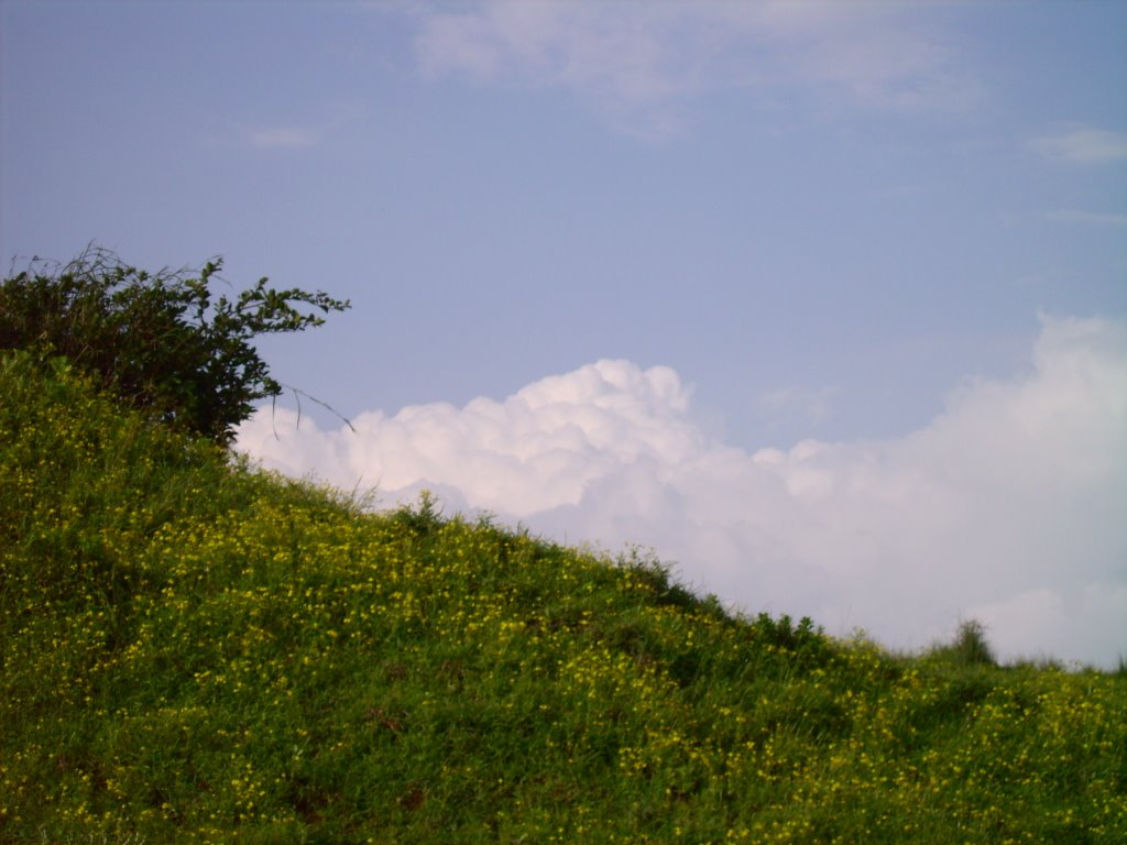 valley of flowers