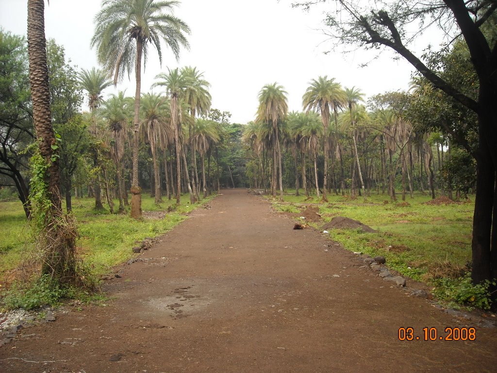 Plantation of Tadi Trees is in danger.