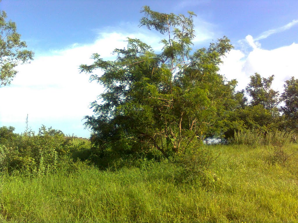 Fort Ajinkyatara : Vegetation