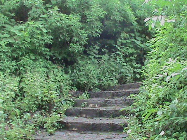 Steps towards green earth...