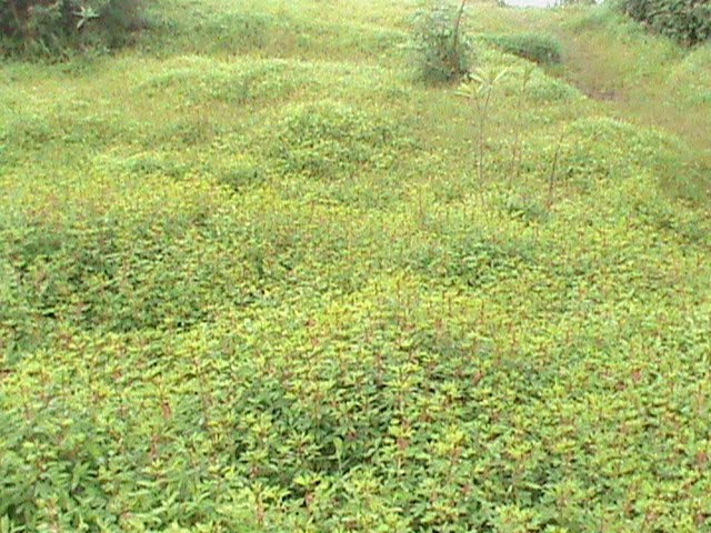 GREEN EARTH