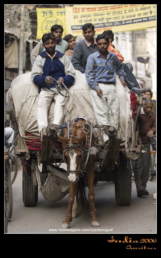 Animal life @ Amritsar, India
