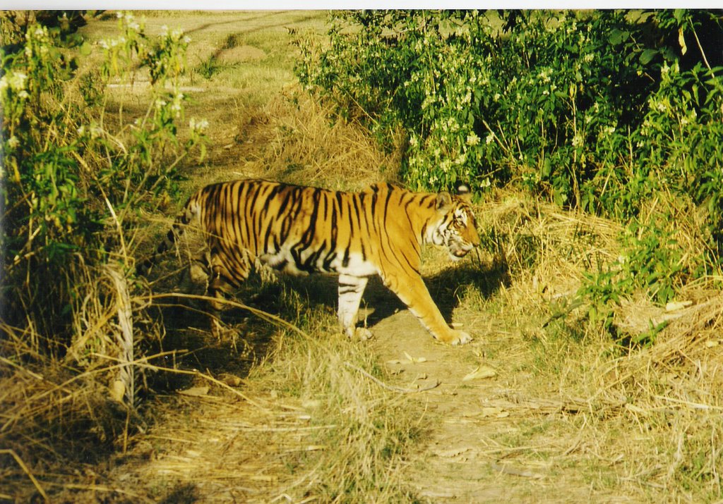 Karauli