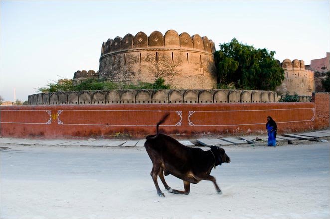 Cow in front of Junagarh fort